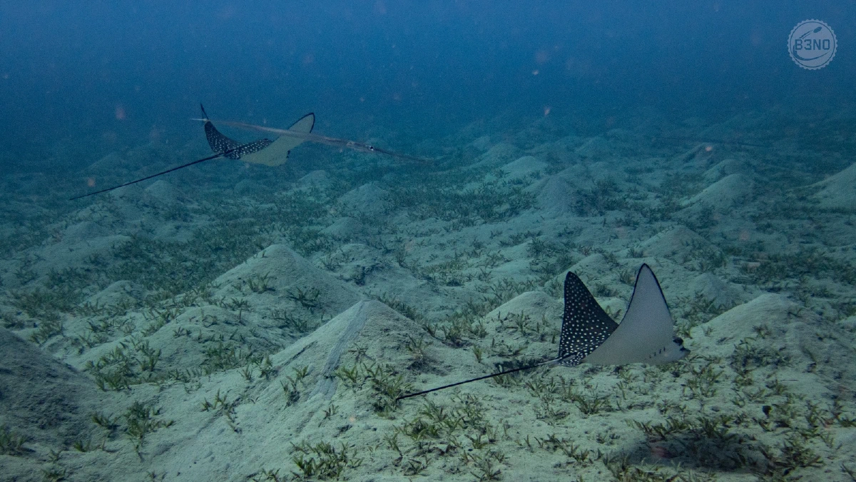 Two eagle rays — Marsa Shagra, Underwater