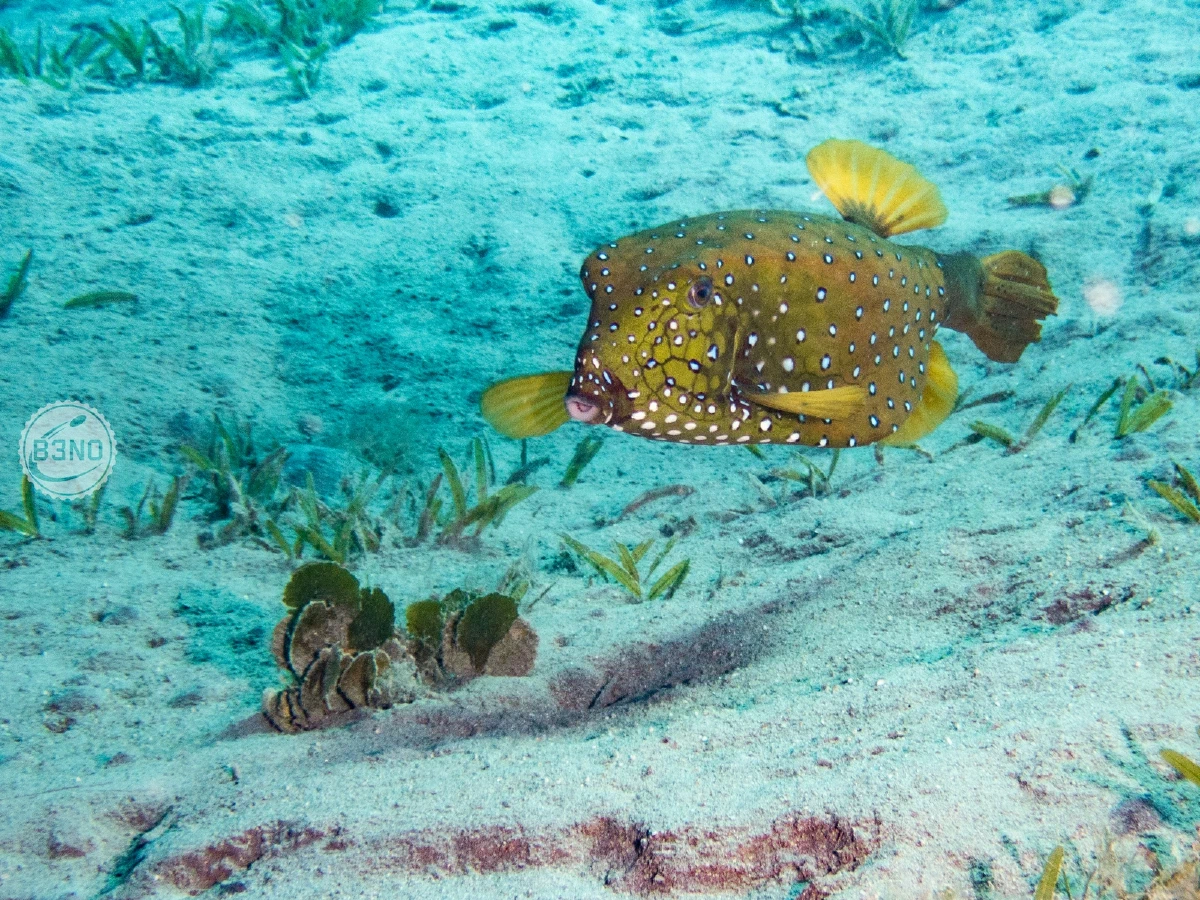 Yellow boxfish — Marsa Shagra, Underwater