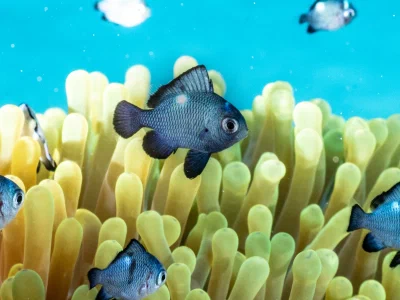 Domino damselfish