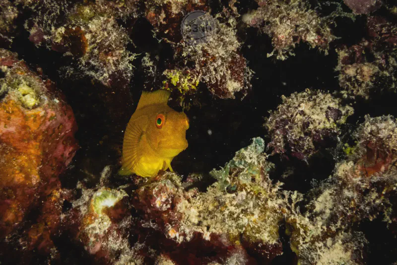 Blenny