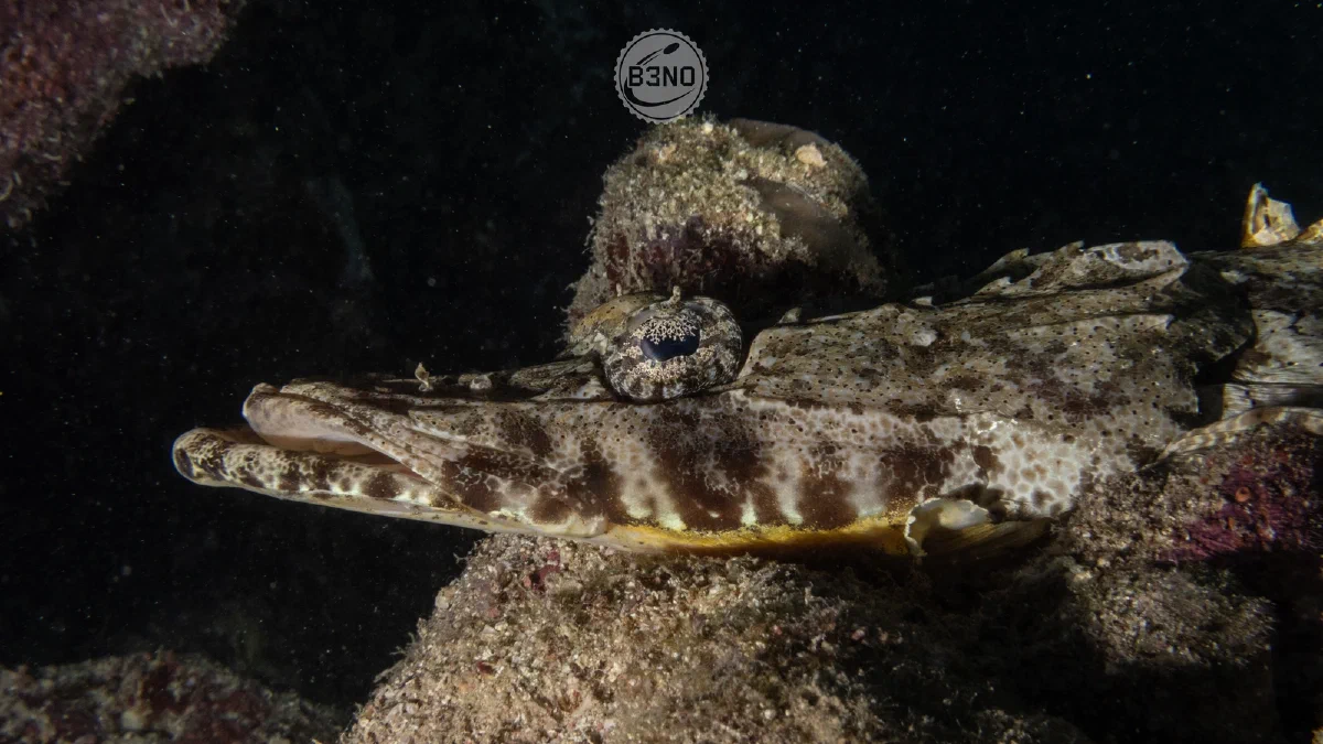 Poisson-crocodile à tête plate