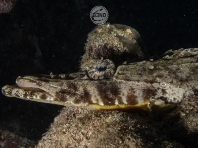 Flathead Crocodilefish
