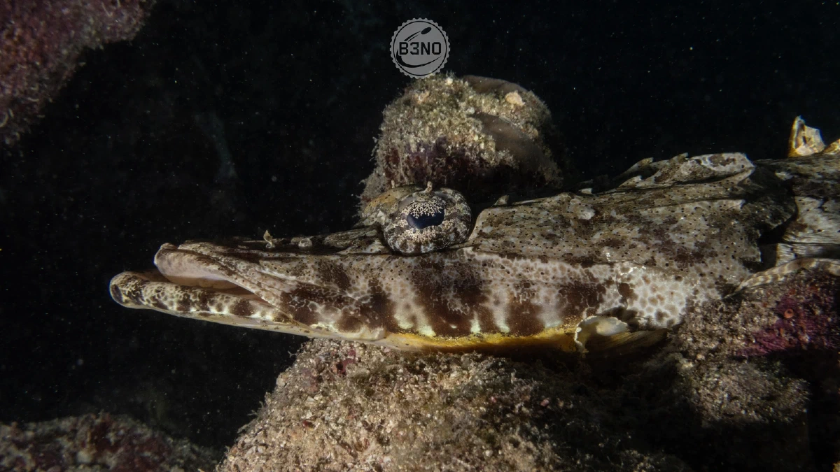 Poisson-crocodile à tête plate — Nakari 2025, Underwater