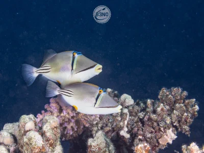 Picasso triggerfish