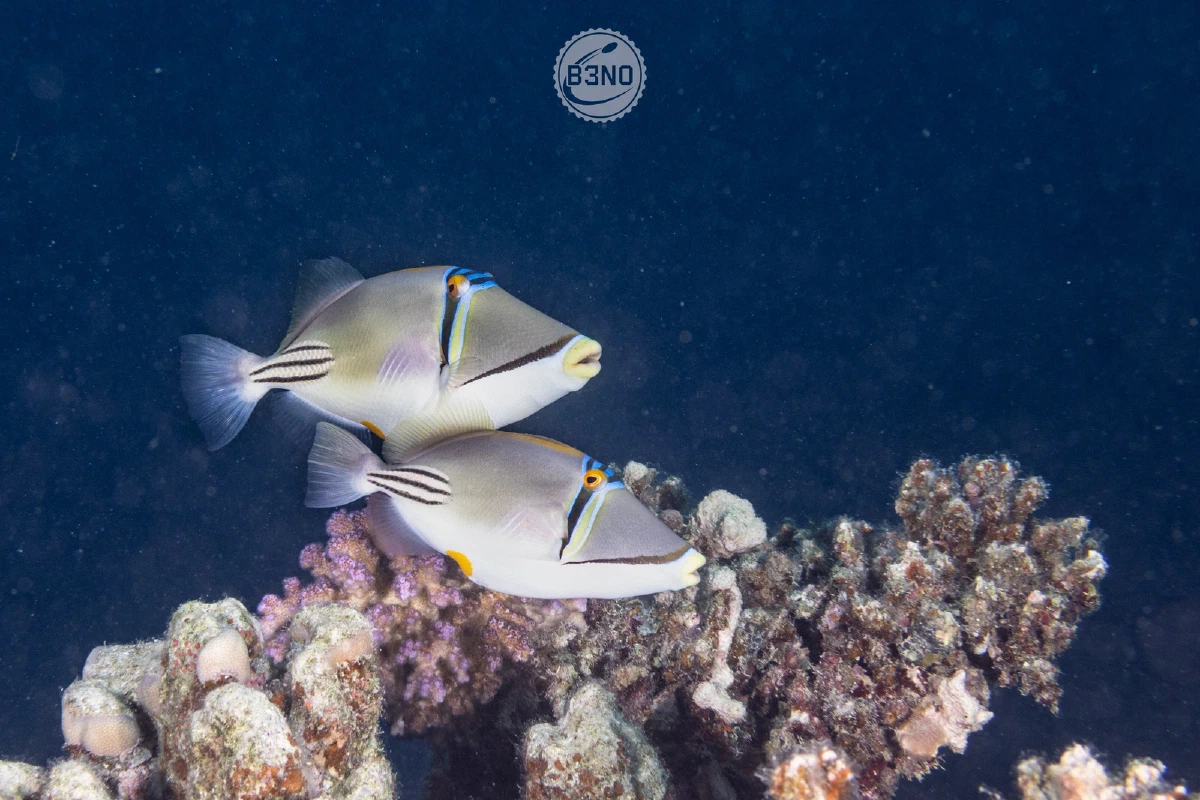 Deux balistes Picasso — Nakari 2025, Underwater