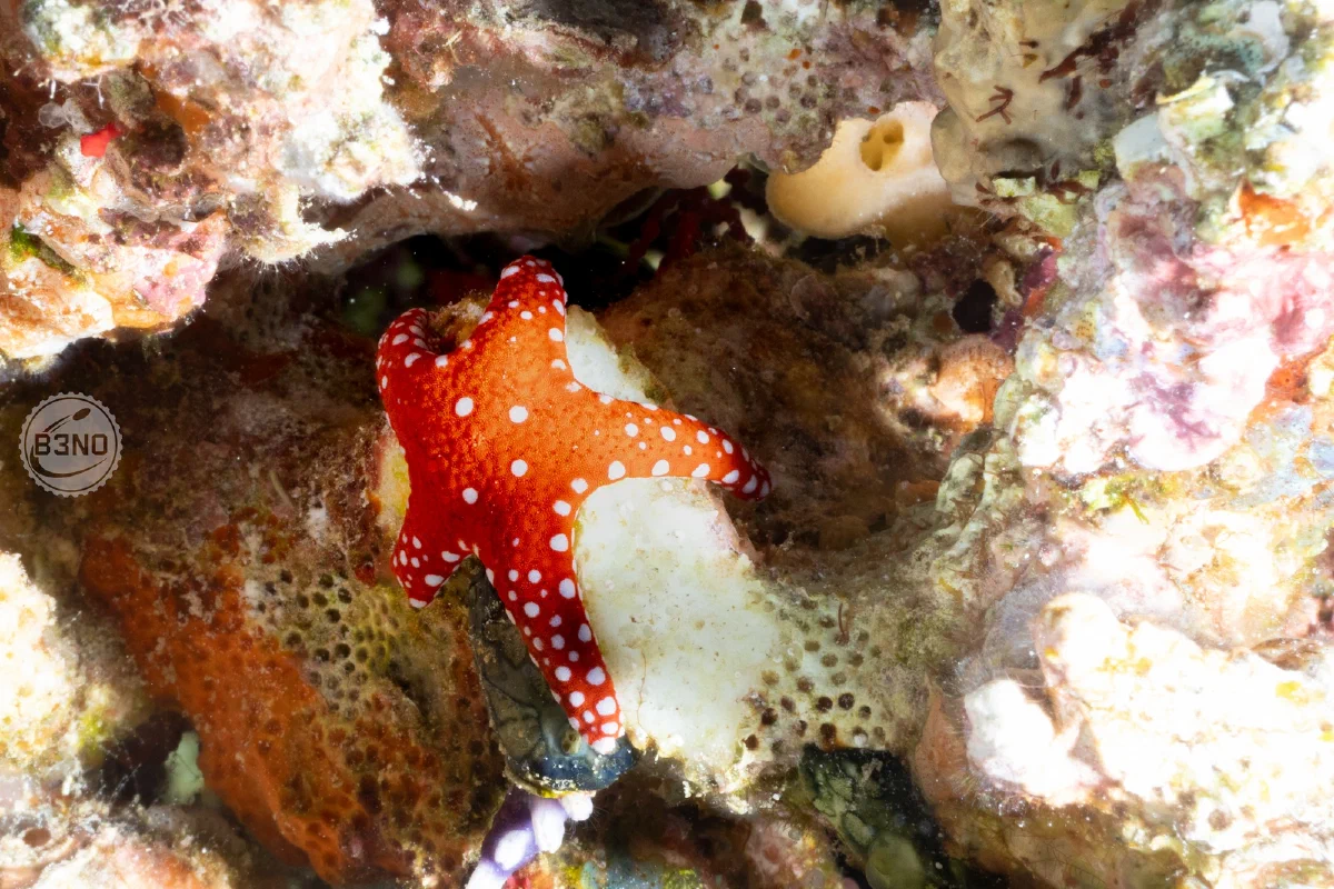 Étoile de mer rouge à points blancs