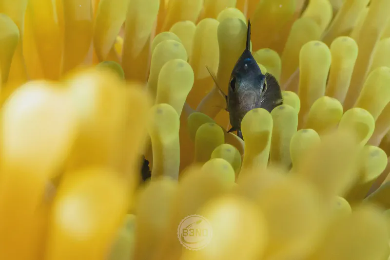 Little guy in anemone