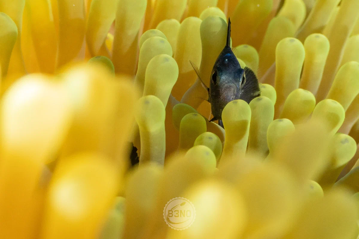 Demoiselle domino dans une anémone jaune