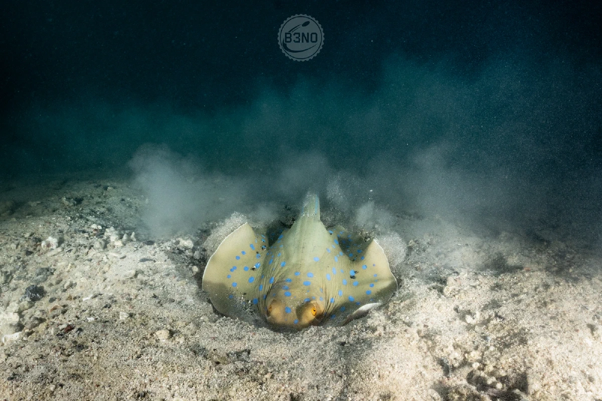 Pastenague à pois bleus qui remue le sable — Nakari 2025, Underwater