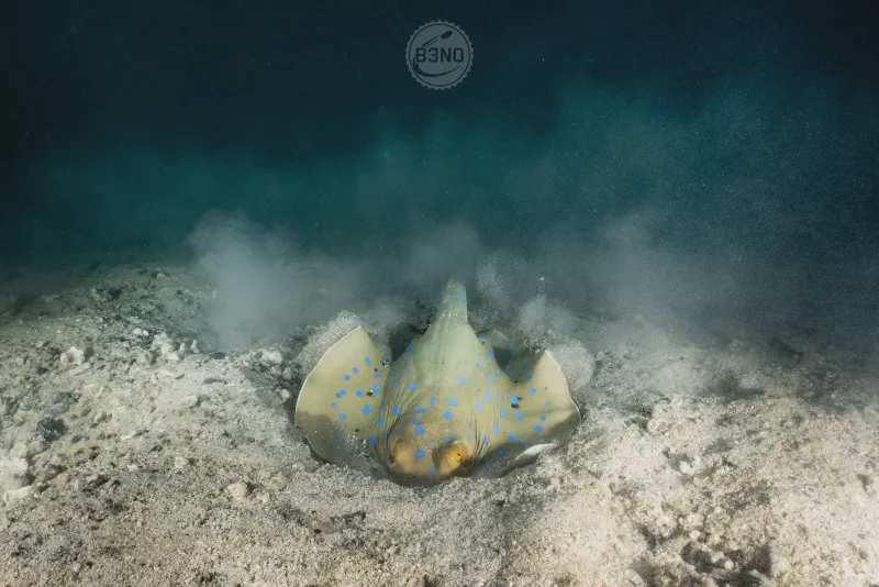 Pastenague a pois bleu