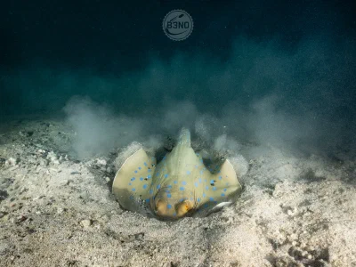 Blue-spotted stingray