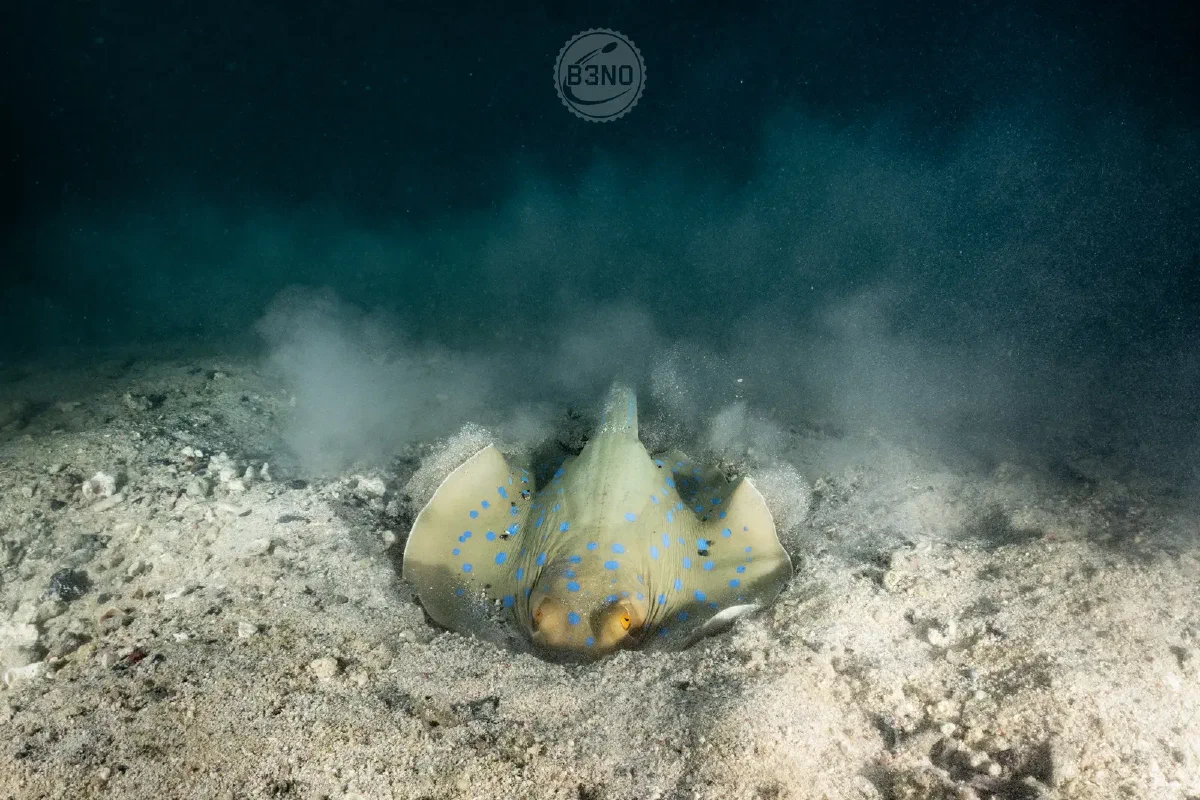 Pastenague a pois bleu