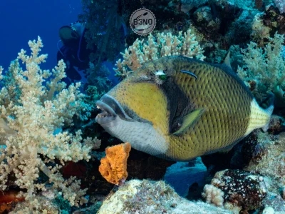 Titan triggerfish
