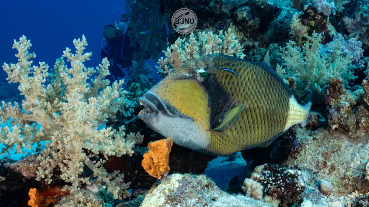 Titan triggerfish