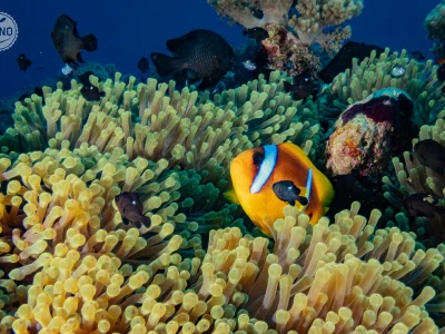 Marsa Nakari — mars 2026