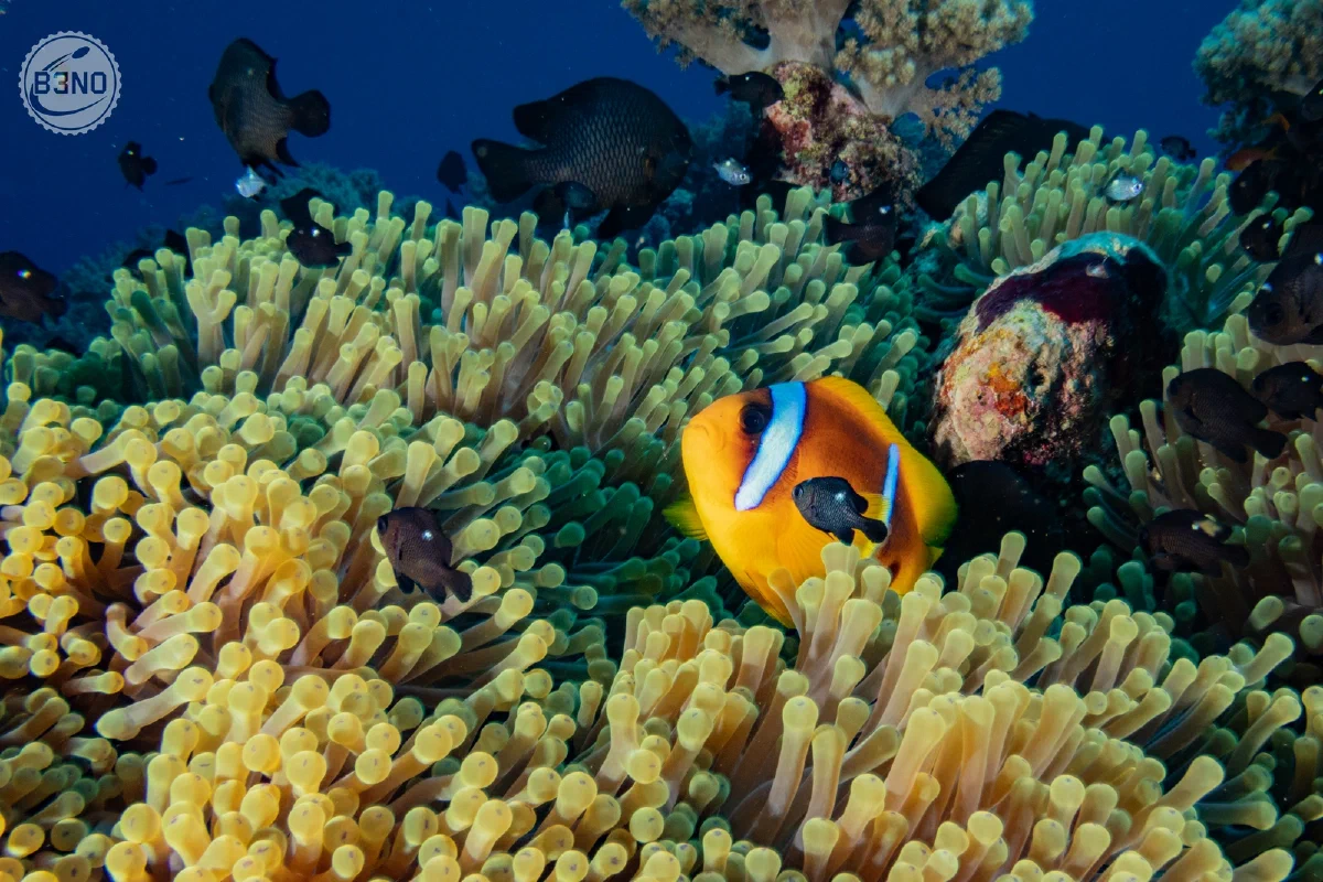 Poisson clown à Erg El Ghadeer