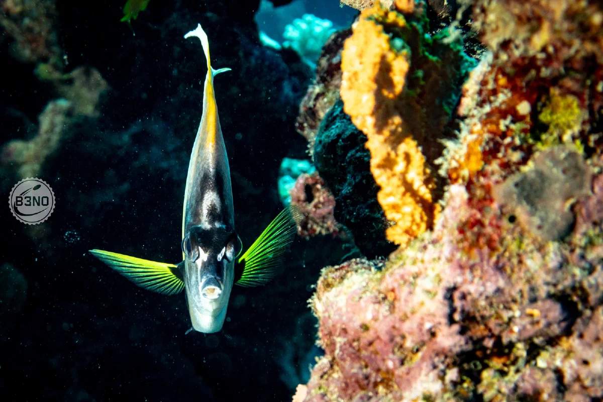 Angelfish vue de face