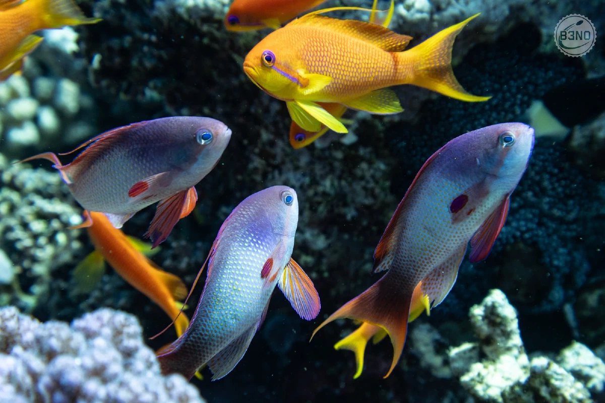 Des anthias — Nakari 2026, Underwater