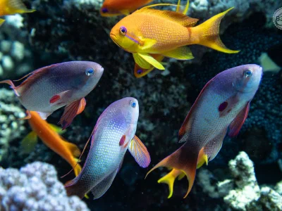 anthias-male-female.webp