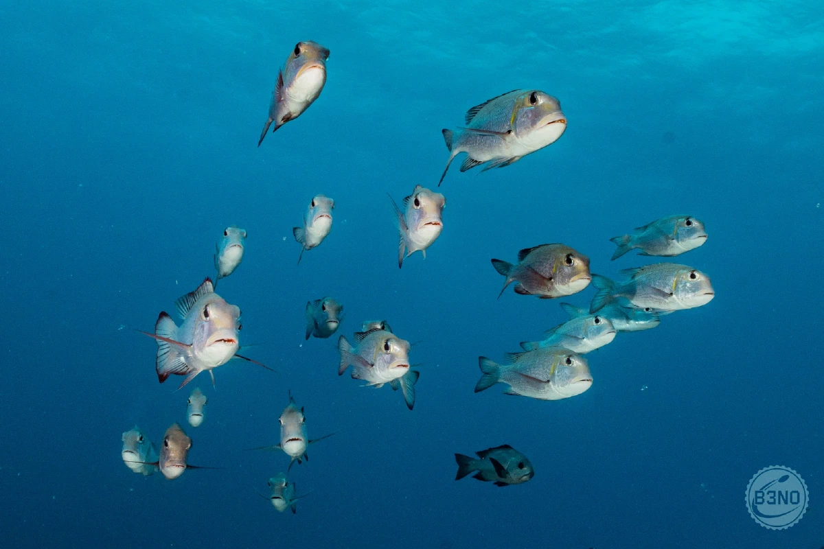 Empereurs gros-yeux — Nakari 2026, Underwater