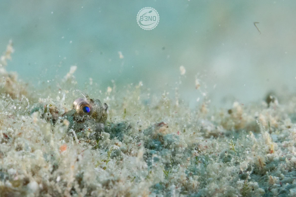 Blenny à corne de profile