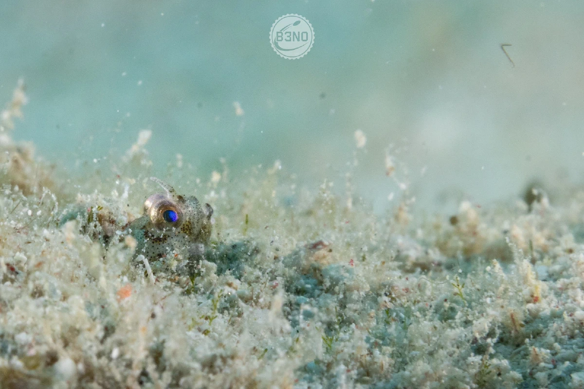 Blenny à corne de profile — Nakari 2026, Underwater