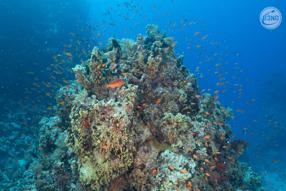 Une chiée d'anthias