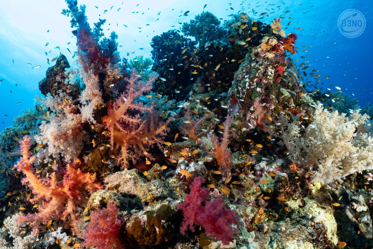 Coraux mous et plein de vie — Nakari 2026, Underwater