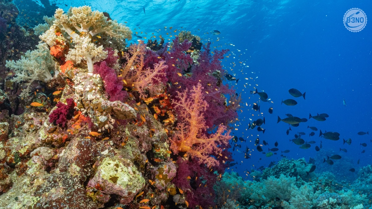 Coraux mous à Erg Nakari — Nakari 2026, Underwater