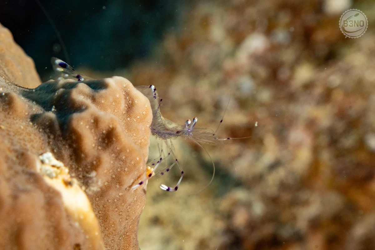 Crevette en verre — Nakari 2026, Underwater