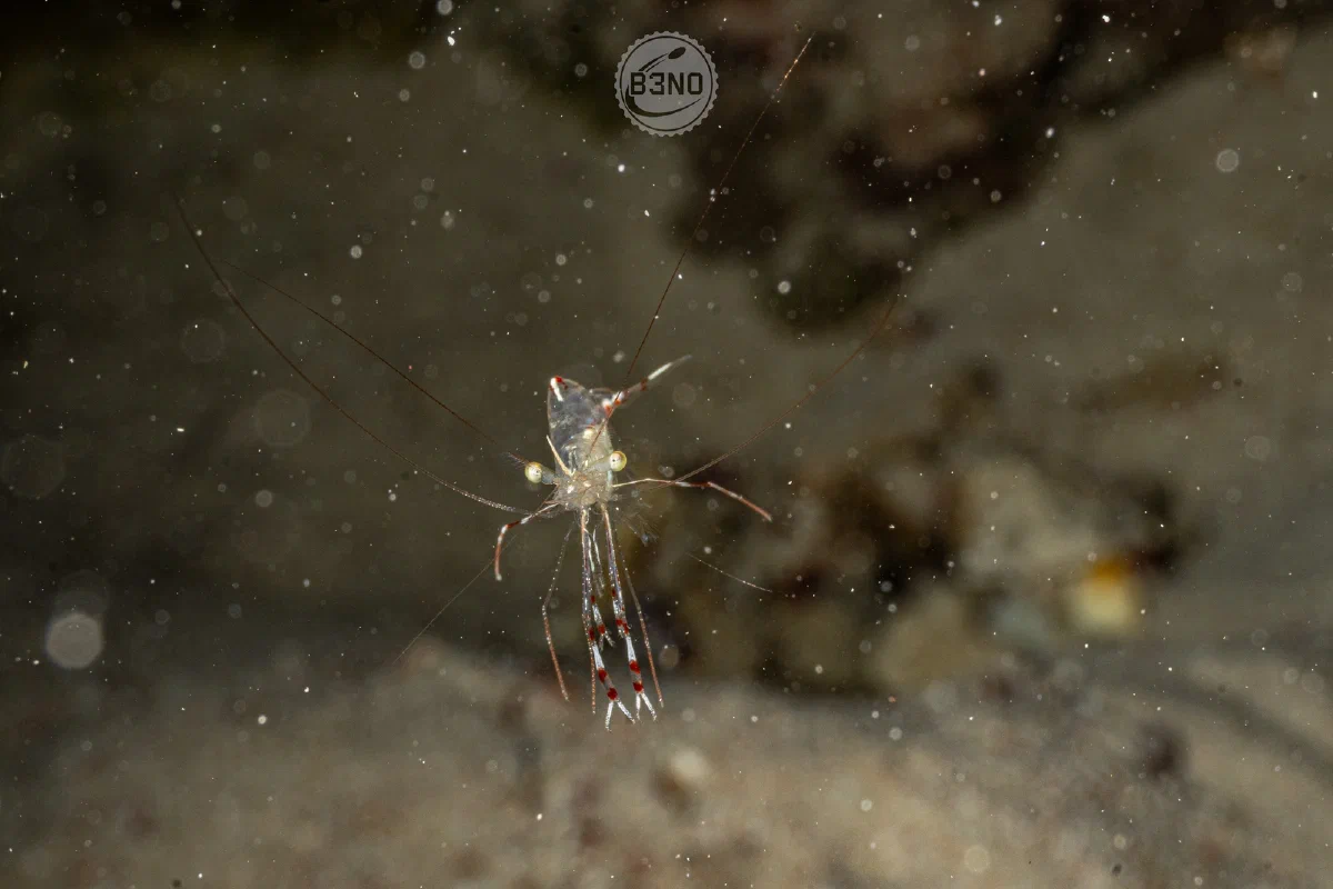 Crevette dans un trou