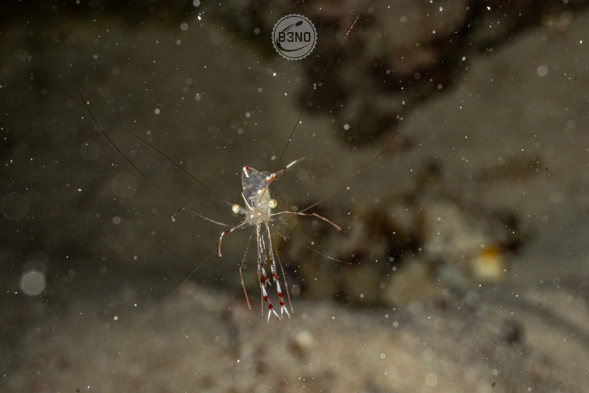 Crevette dans un trou — Nakari 2026, Underwater