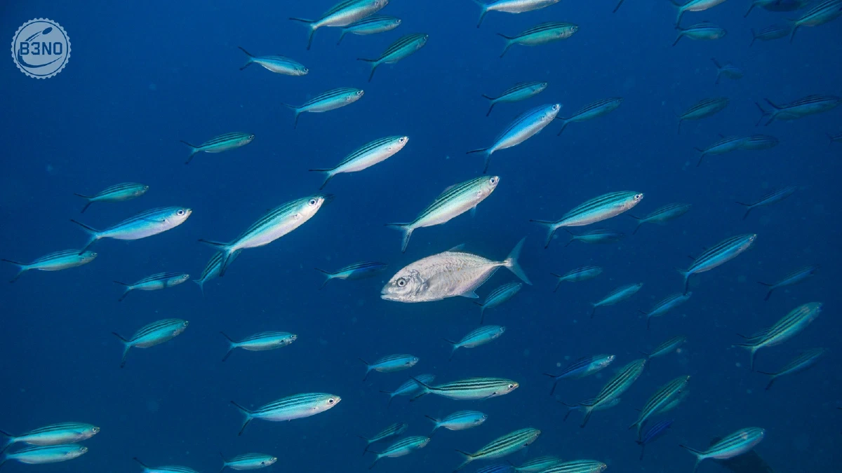 Banc de fusiliers et une carangue — Nakari 2026, Underwater