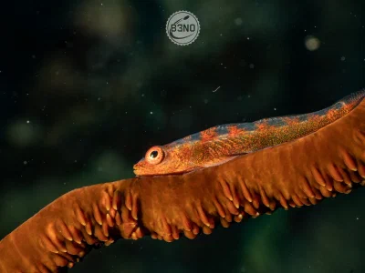 Wire coral goby