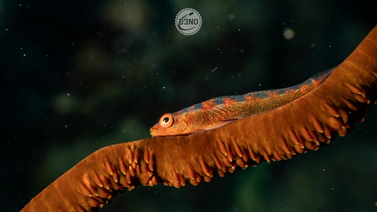 Gobie du corail fil-de-fer à Shaab Nakari — Nakari 2026, Underwater