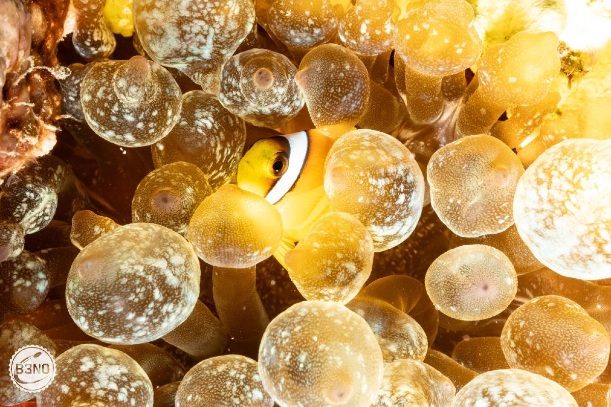 Mini clown dans une anémone à bulbe