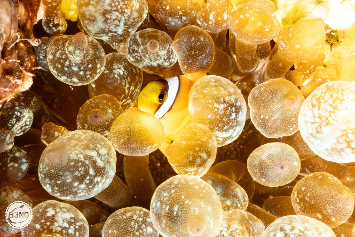 Mini clown dans une anémone à bulbe — Nakari 2026, Underwater