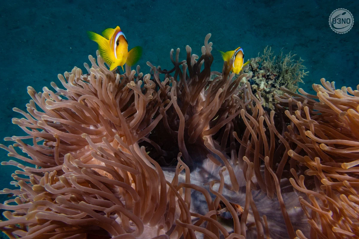 Anemonefish à Nakari housereef sud