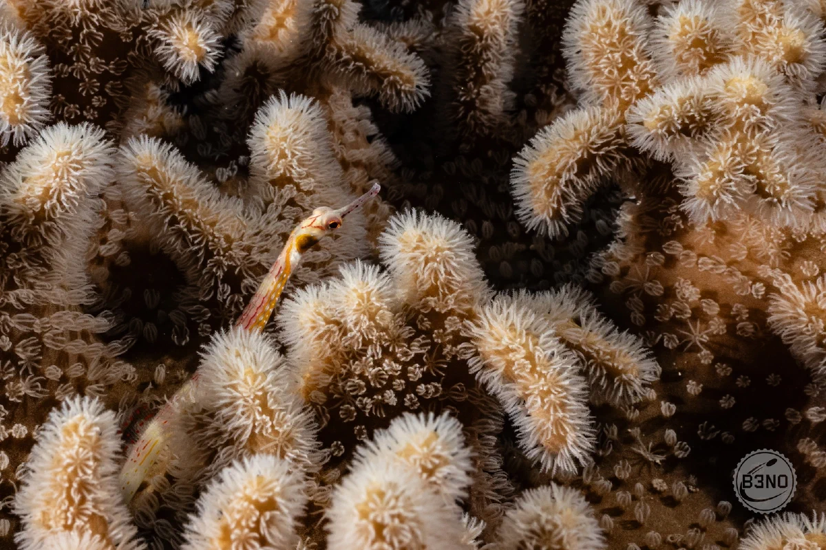 Pipefish dans corail poilu