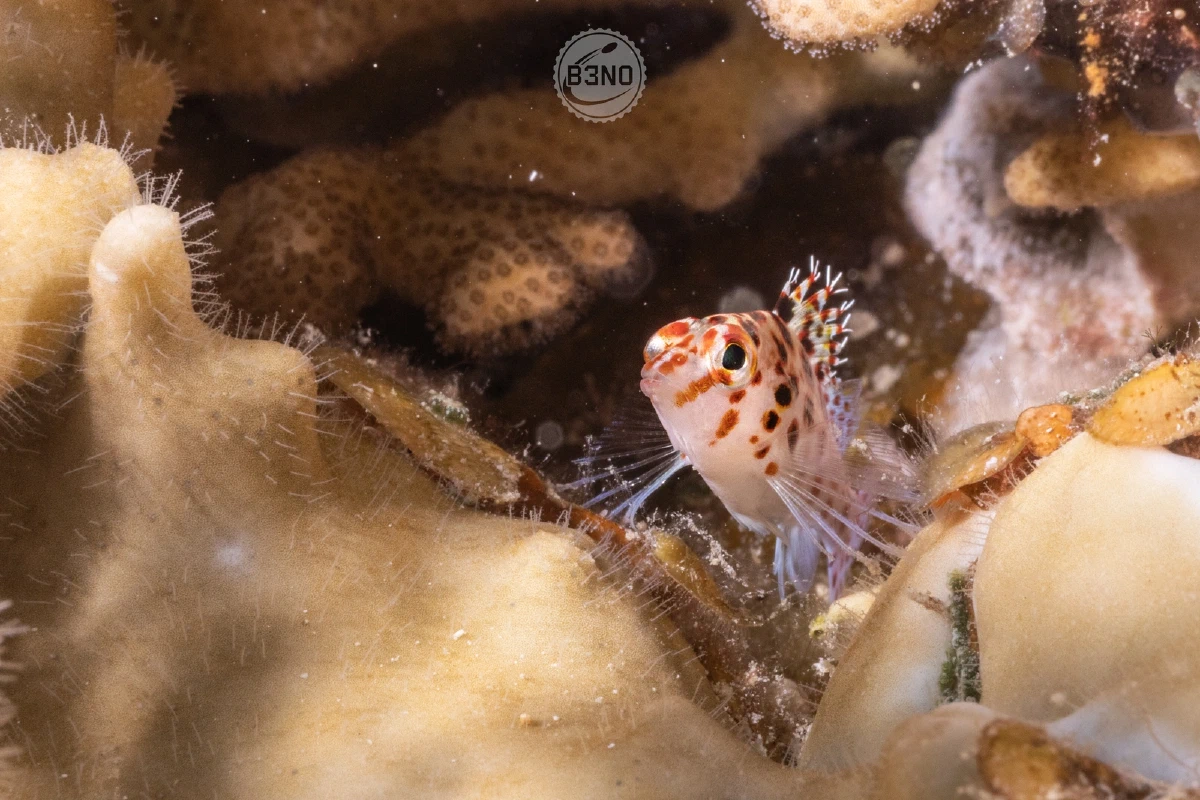 Épervier à points rouges juvénile — Nakari 2026, Underwater