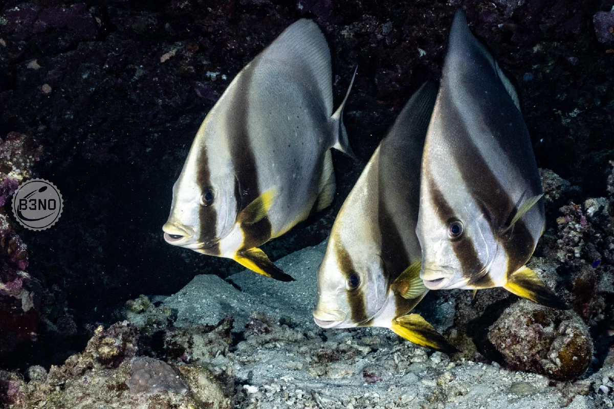 Platax à Habili Nakari — Nakari 2026, Underwater
