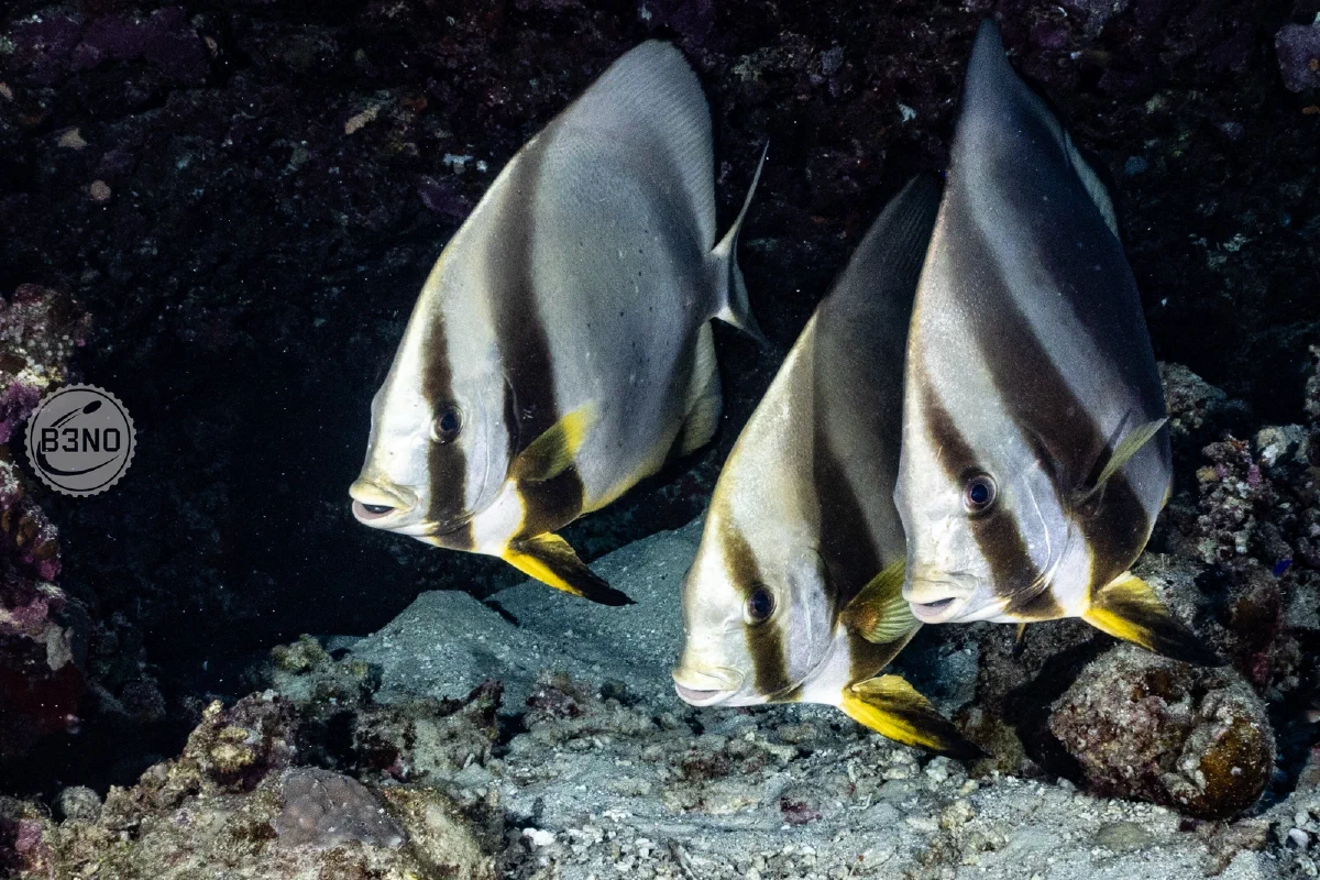 Platax à Habili Nakari