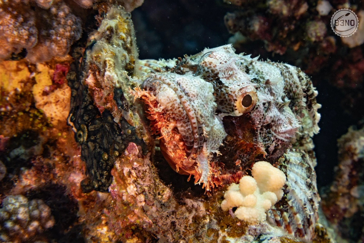 Un barbu ! — Nakari 2026, Underwater