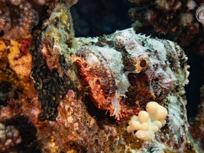 Scorpionfish