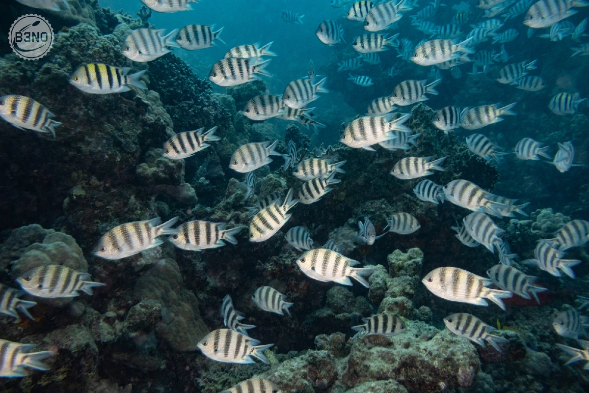 Des sergent-majors — Nakari 2026, Underwater