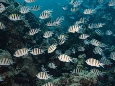 Indo-Pacific sergeant