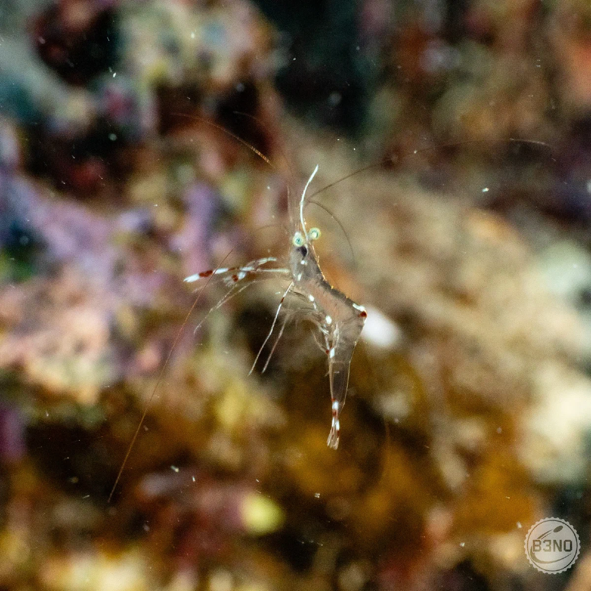 Crevette floue qui flotte dans une cavité
