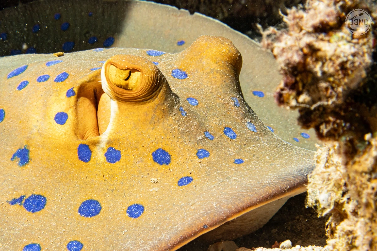 Oeil de raie pastenague à pois bleus — Nakari 2026, Underwater