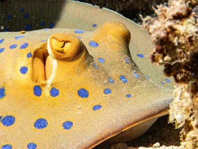 Bluespotted ribbontail ray