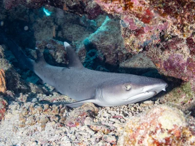 Whitetip reef shark